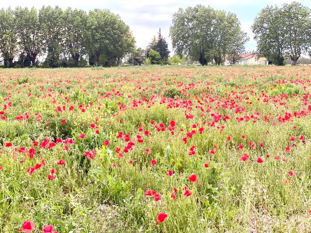 Villa Et Maisonnette Provencales Carpentras
